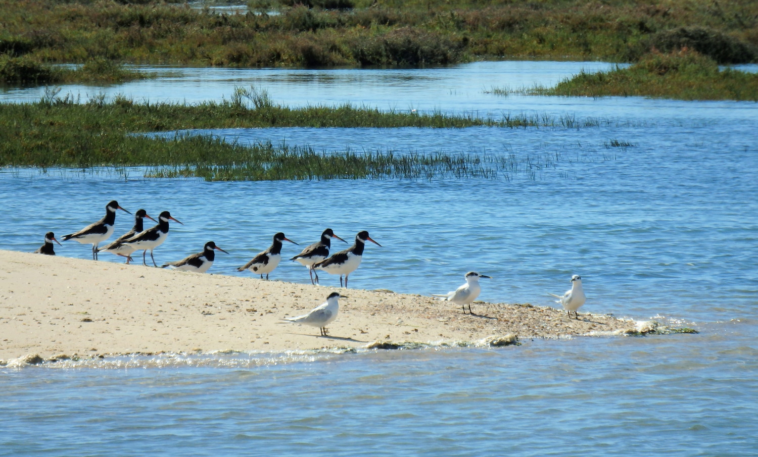 Ostraceiros e Garajaus